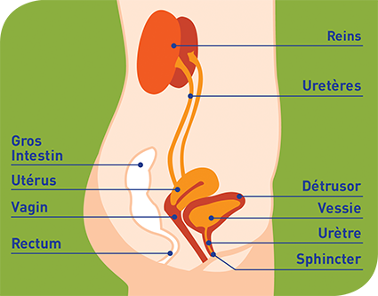 Appareil urinaire f&eacute;minin
