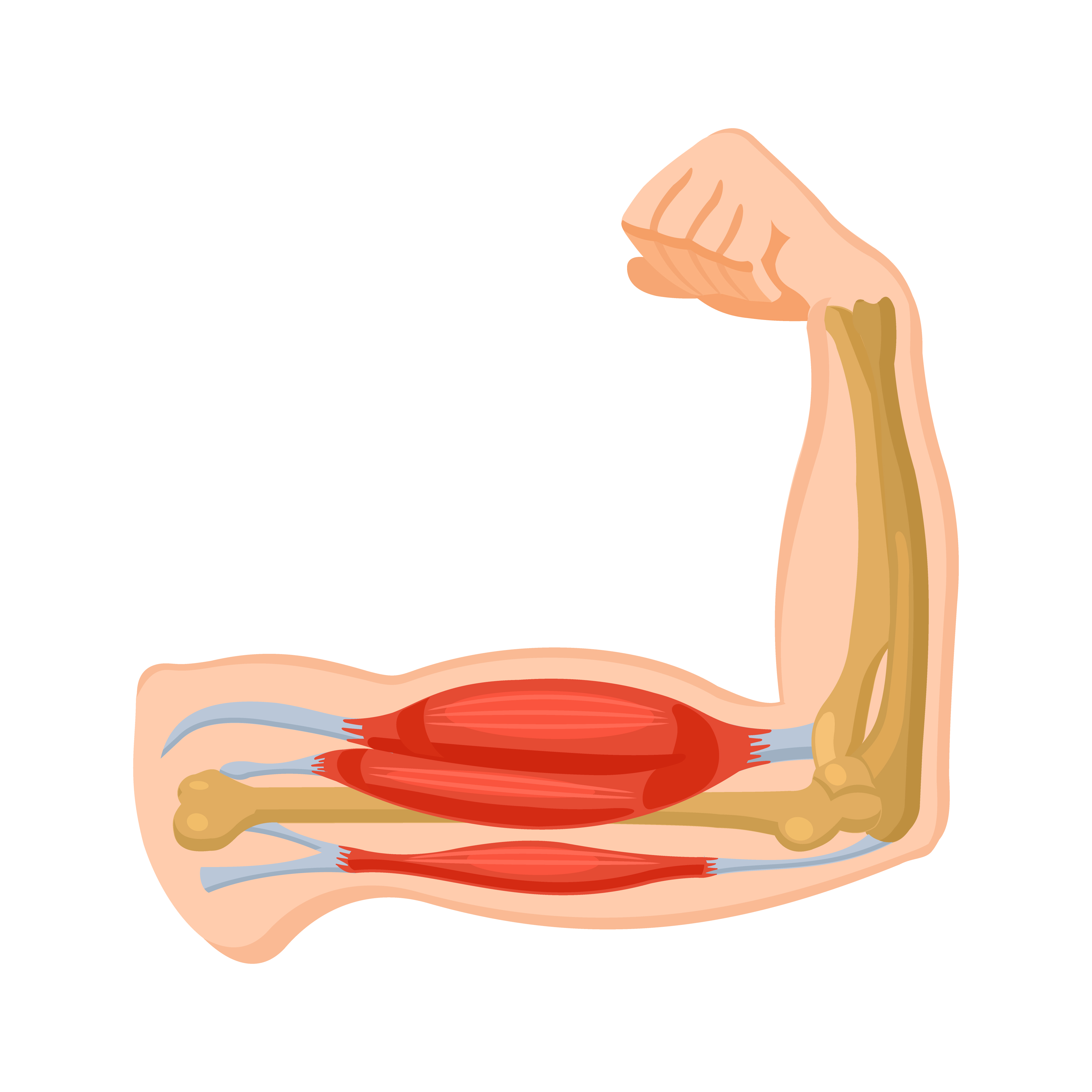 Muscles, ligaments, disques et leur effet sur la fonction de la colonne vert&eacute;brale