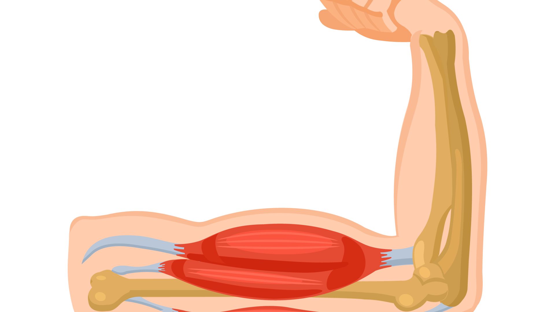 Muscles_ligaments_disques_et_leur_effet_sur_la_fonction_de_la_colonne_vert%C3%A9brale image Muscles_ligaments_disques_et_leur_effet_sur_la_fonction_de_la_colonne_vert%C3%A9brale Conseils de mobilité - technique de transfert du/au fauteuil roulant en toute sécurité